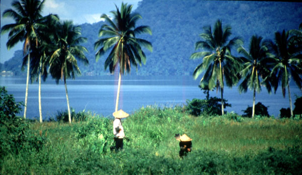 Farmers on Lake Managjau, Sumatra