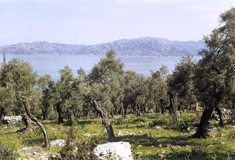 [http://www.veloasia.com/images/turkey/olive_trees.jpg]