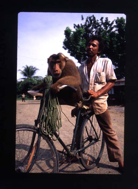 Sumatran coconut monkey