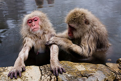 Snow Monkeys. Cycling Japan